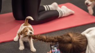 Puppy Yoga, joga su šuniukais 2